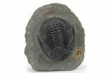 Detailed Hollardops Trilobite - Ofaten, Morocco #243853-1
